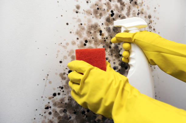 Best Office Mold Removal Services  in Poseyville, IN